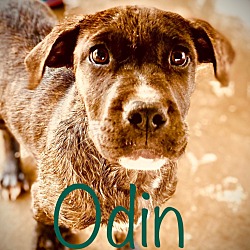 Thumbnail photo of Odin #3