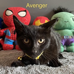 Thumbnail photo of Avenger #3
