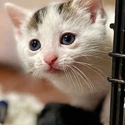 Thumbnail photo of Finn (Camp Kikiwaka litter kitten #5) #1