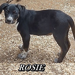 Thumbnail photo of ROSIE #3