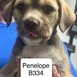 Thumbnail photo of Penelope B334 #1