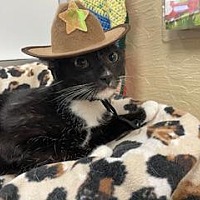 adopt a pet