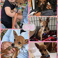 adopt a pet