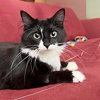 adopt a pet