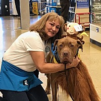 adopt a pet