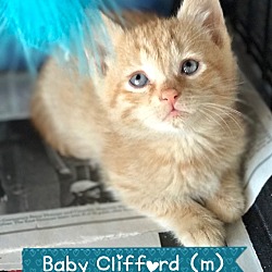 Thumbnail photo of Clifford #2