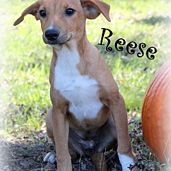 Thumbnail photo of Reese ~ meet me! #2