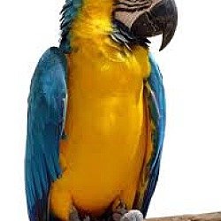 Photo of Harley The Blue & Gold Macaw