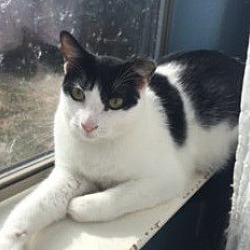 bonded pet photo