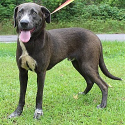 Photo of Banjo 37309