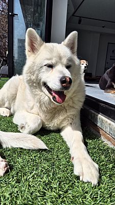 Los Angeles, CA - Akita/Jindo. Meet Baek doo a Pet for Adoption ...