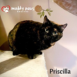 Thumbnail photo of Priscilla #1