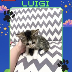 Thumbnail photo of Luigi #1