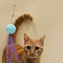 Thumbnail photo of Ginger #2