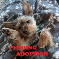 adopt a pet