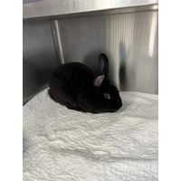 adopt-pet