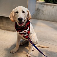 adopt a pet