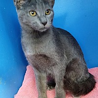 adopt a pet