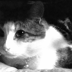 Thumbnail photo of Buddy/ Dog alike CAT #4
