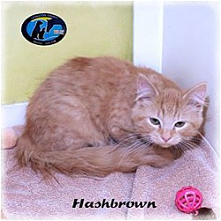 Thumbnail photo of Hashbrown #1