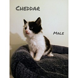 Thumbnail photo of Cheddar #3