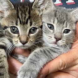 Thumbnail photo of Porch Kittens! Percy and Bertha! #4