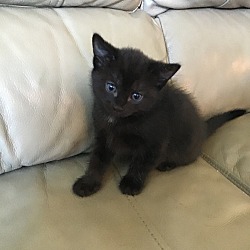 Photo of Kitten C