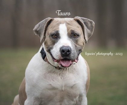 Thumbnail photo of Tauro #3