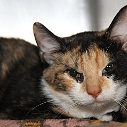 Photo of Amaretto (Spayed/Combo Tested)
