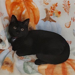 Photo of Bubblegum Kitten: BAZOOKA