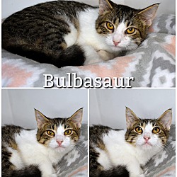 Photo of Bulbasaur