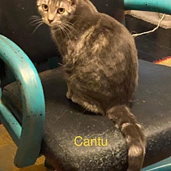 Thumbnail photo of Cantu #3