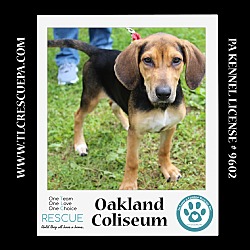 Thumbnail photo of Oakland Coliseum (Ballpark Pups) 050424 #3