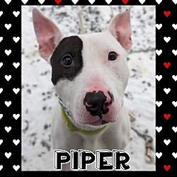 Thumbnail photo of Piper #3