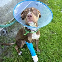 adopt a pet
