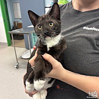 adopt a pet