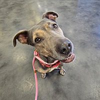 adopt a pet