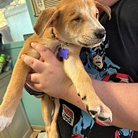 adopt a pet