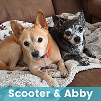 SCOOTER & ABBY (BONDED) - Mixed Breed (Small) available for adoption
