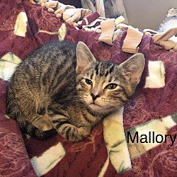 Thumbnail photo of Mallory #1