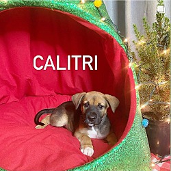 Thumbnail photo of Calitri #1