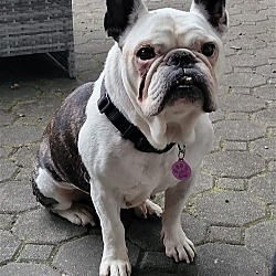 Photo of Moe (Bulldog)