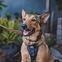 Photo of Coyote