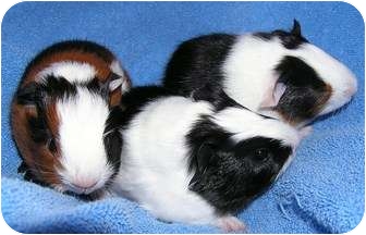 Grand Rapids Mi Guinea Pig Meet Polly And Penny Piglets - 