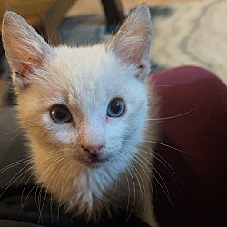 Photo of Eggnog