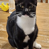 adopt a pet