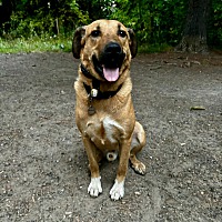 adopt-pet