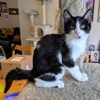 adopt a pet