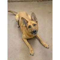 adopt-pet