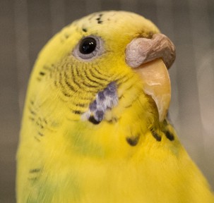 miniature budgies for sale